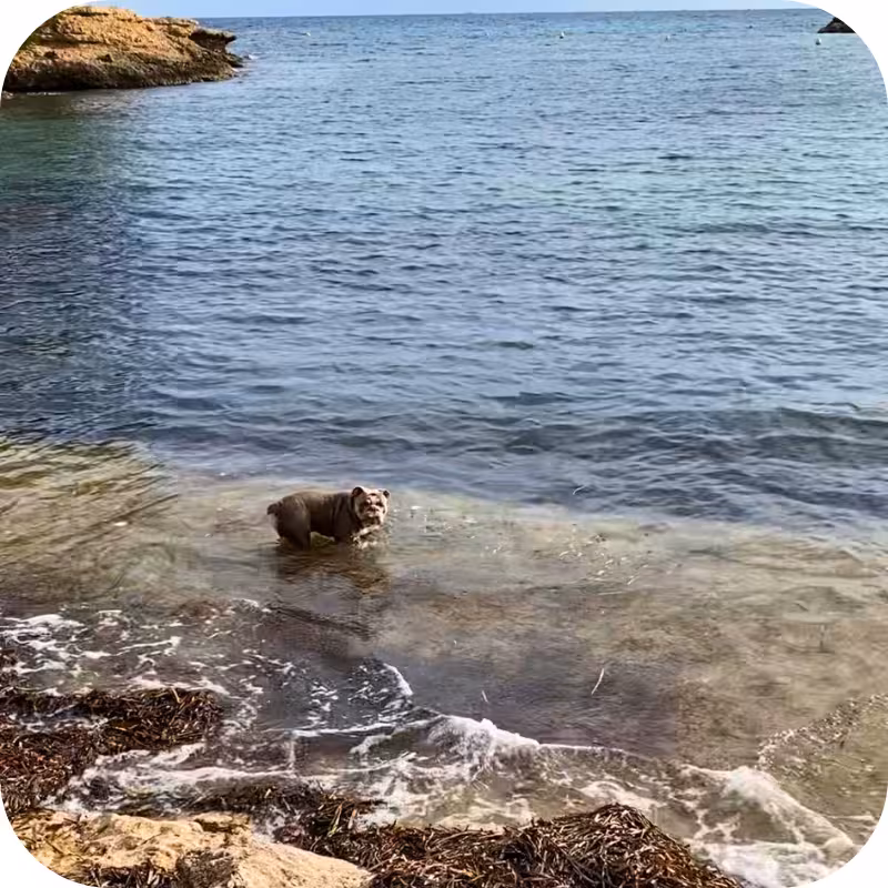 chien se baignant dans la calanque des tamaris