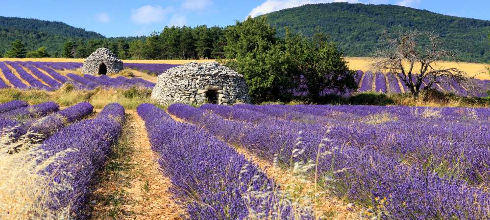 La lavande, l’or bleu de provence