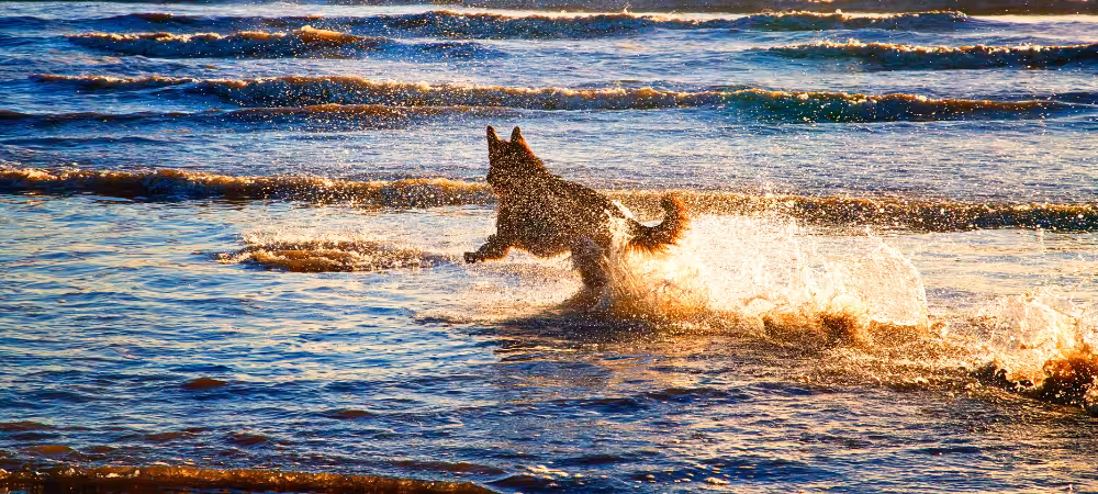 Vacances avec son chien à Martigues : Cap sur la Côte Bleue au Camping les Tamaris